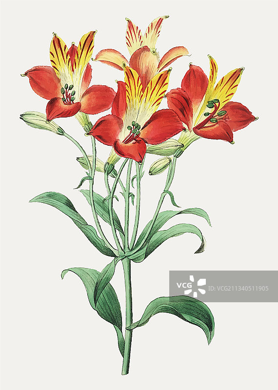 红色秘鲁百合图片素材