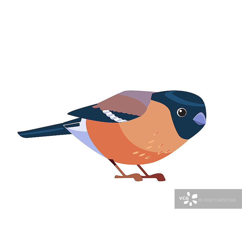 欧亚朱雀栖息，棕色羽毛图片素材