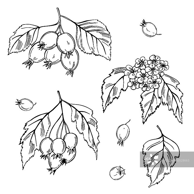 山楂树图片素材