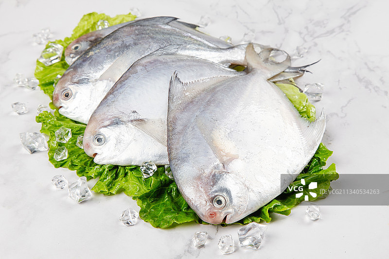 浅底上的鲳鱼图片素材