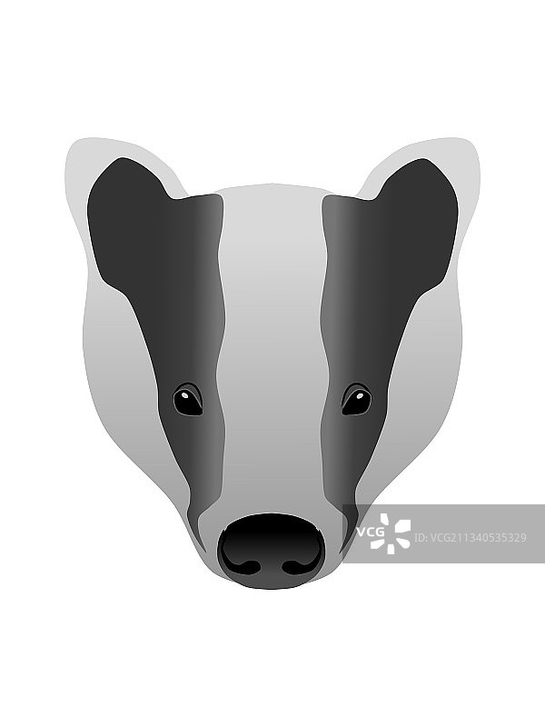 欧亚獾图片素材