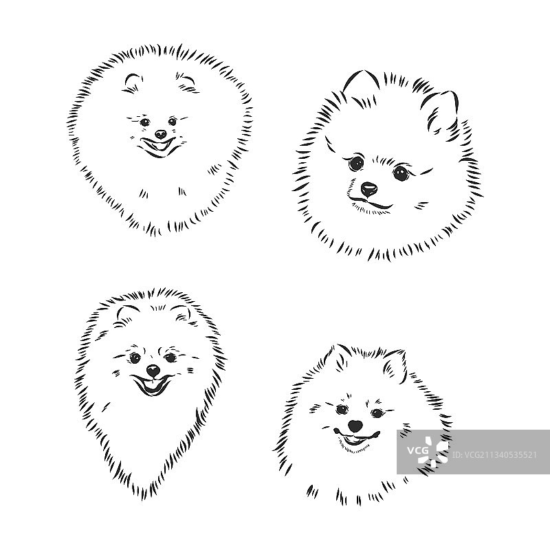 尖嘴犬素描图片素材