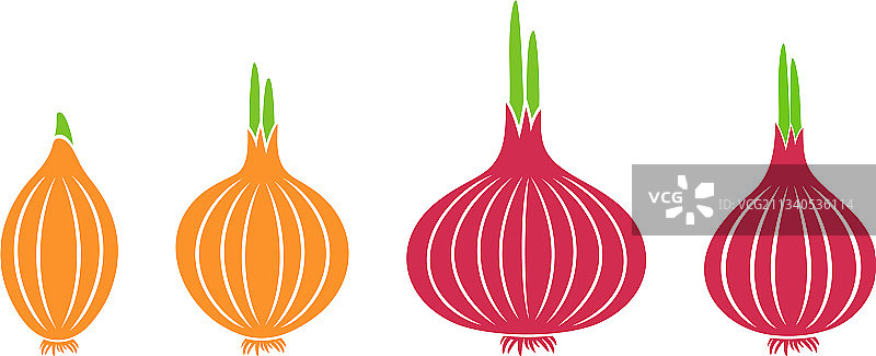 洋葱图片素材