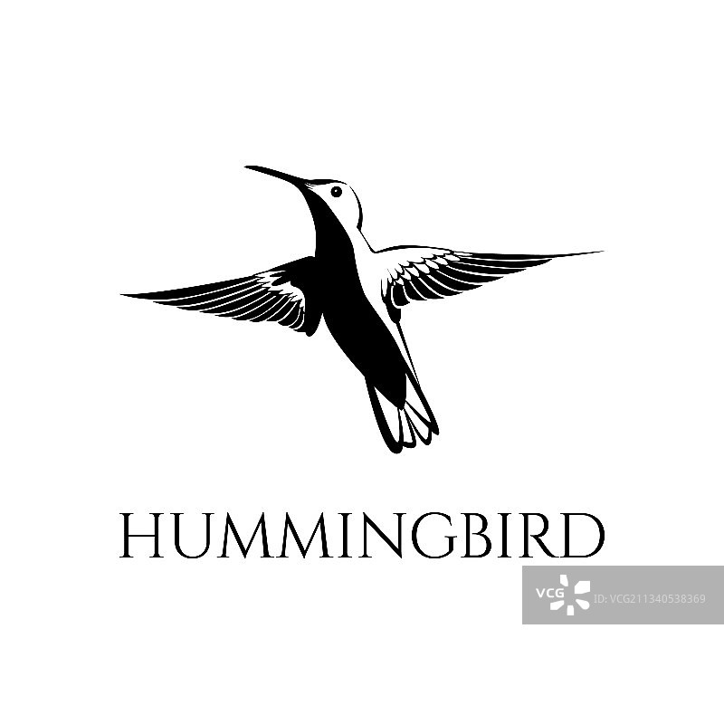 黑白蜂鸟05图片素材