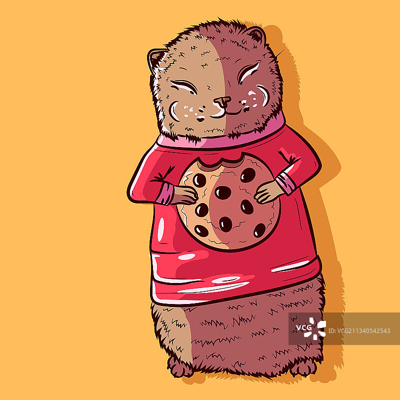 可爱的棕色雪貂正在吃饼干图片素材