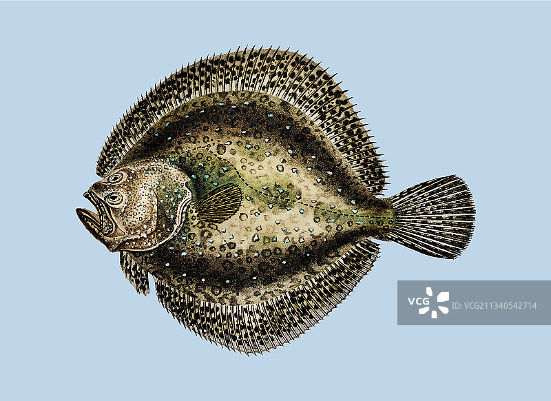 大菱鲆查尔斯·德萨林图片素材