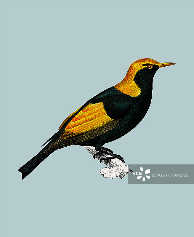 摄政园丁鸟图片素材