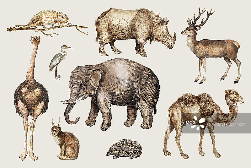 野生动物群图片素材