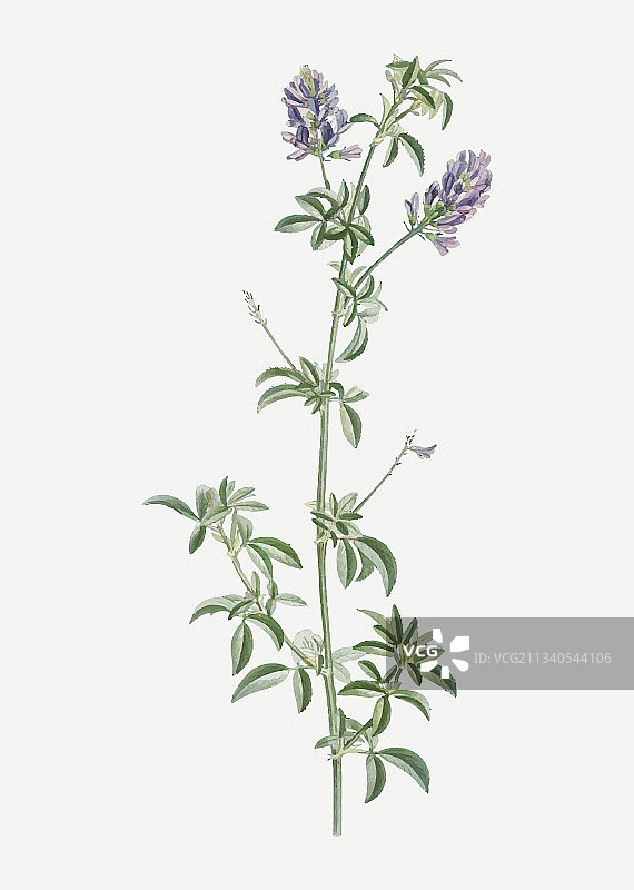 盛开的西班牙三叶草图片素材