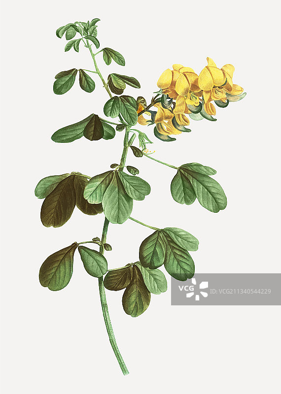 响铃豆图片素材