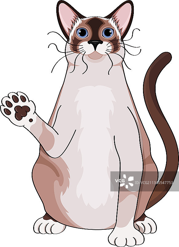可爱泰国猫招手姿态图片素材