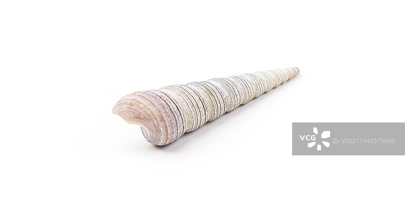 白底上的钉螺图片素材