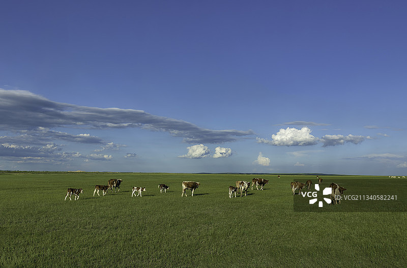 内蒙贡格尔草原的肉牛图片素材
