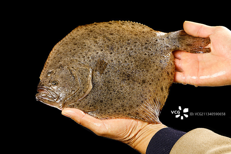 手里拿着比目鱼图片素材
