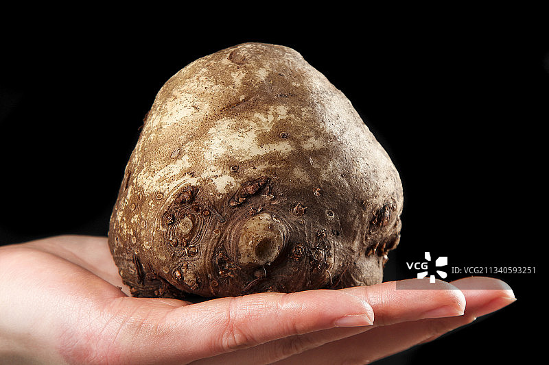 手里拿着着大魔芋图片素材