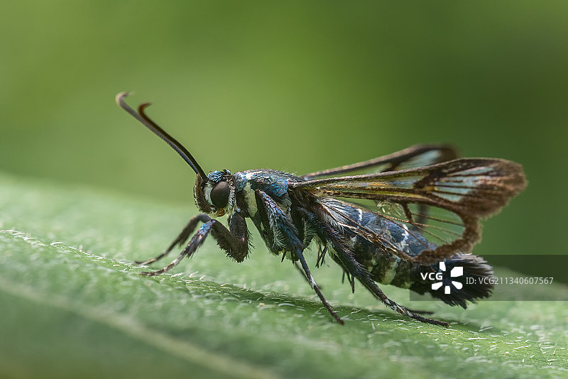 昆虫微距图片素材