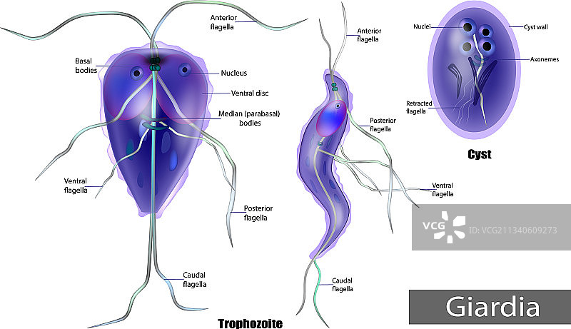 兰氏贾第鞭毛虫包囊的结构图片素材
