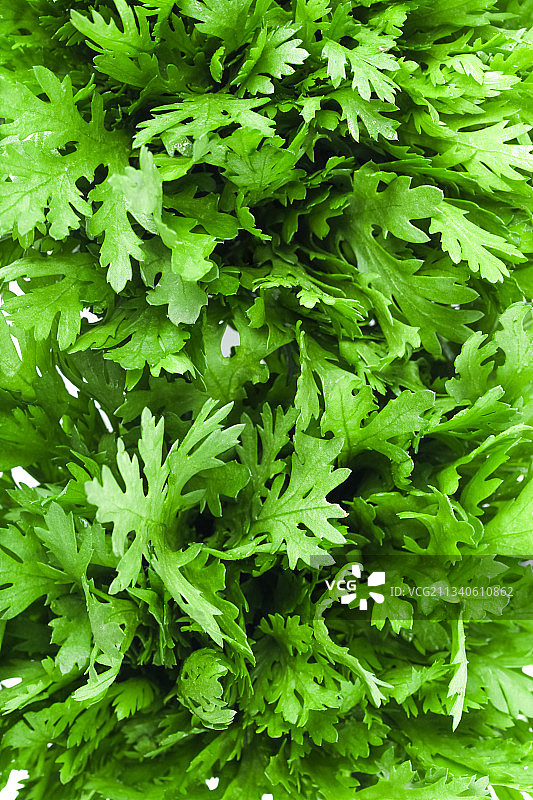 白底上的蓬蒿菜图片素材