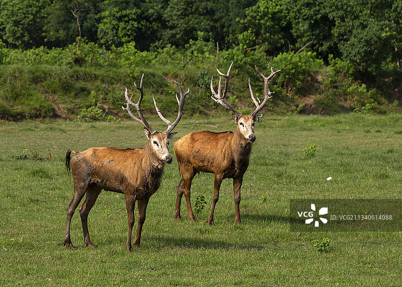 麋鹿图片素材