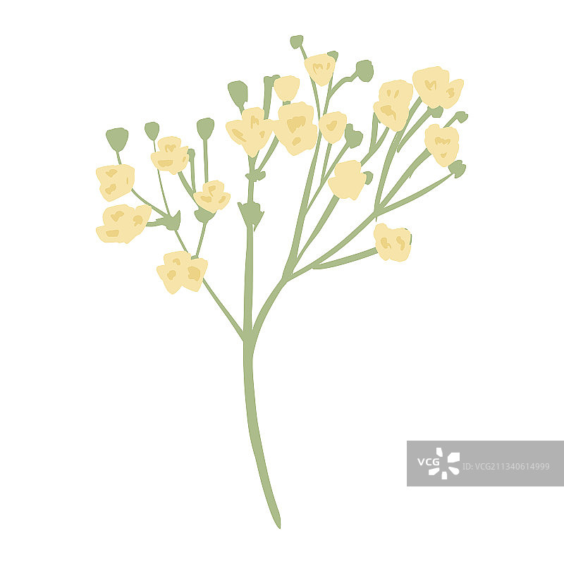 白色背景上的满天星树枝图片素材