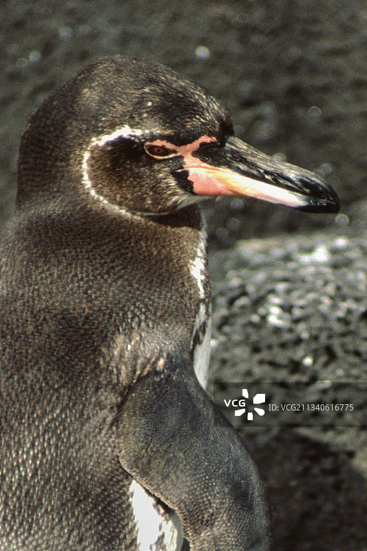 加拉帕戈斯企鹅特写图片素材