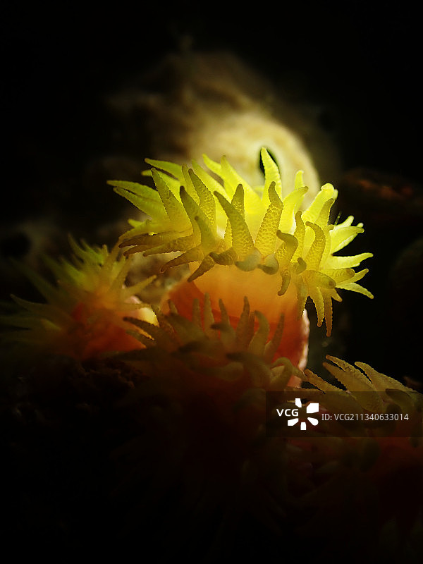 粉白炮仗花珊瑚图片素材