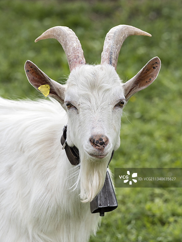 瑞士农场白色比利山羊的画像图片素材