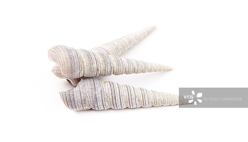 白底上的钉螺图片素材