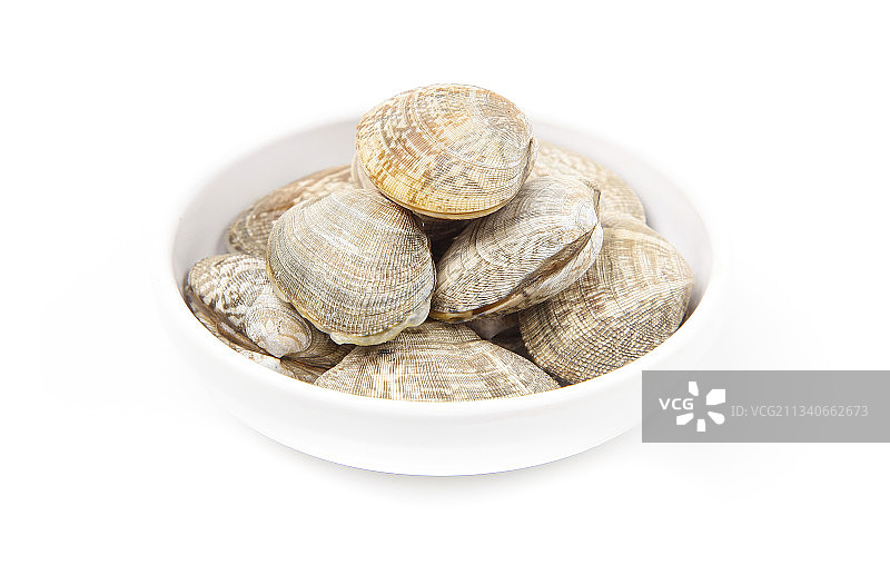 浅底上的花蛤图片素材