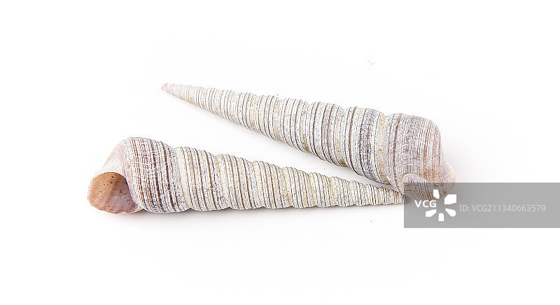 白底上的钉螺图片素材