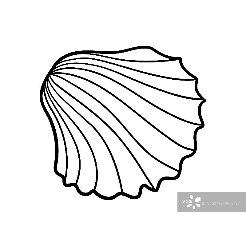手绘扇贝壳雕刻线条设计图片素材