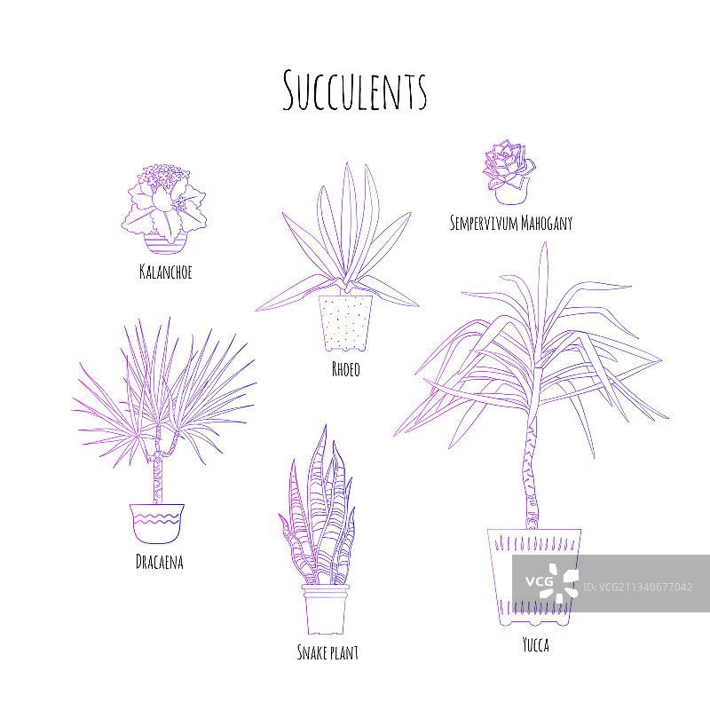 紫色渐变盆栽多肉植物图片素材