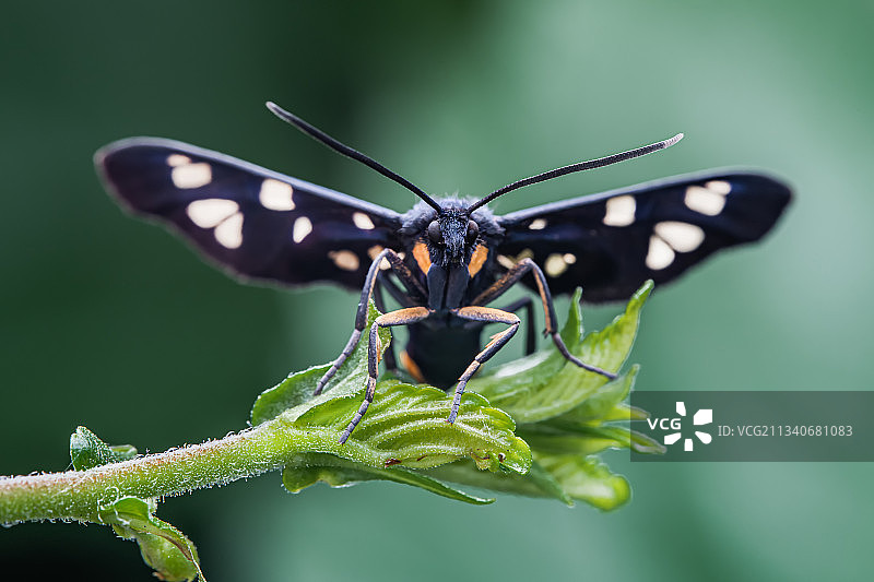 伊贝鹿蛾环带燈蛾科图片素材