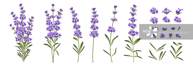 白色背景下的不同薰衣草枝图片素材