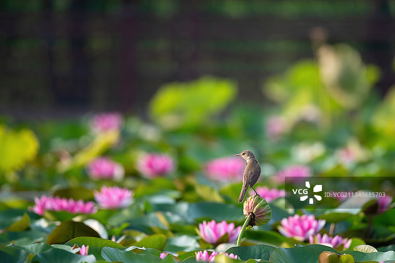 荷塘里的东方大苇莺图片素材