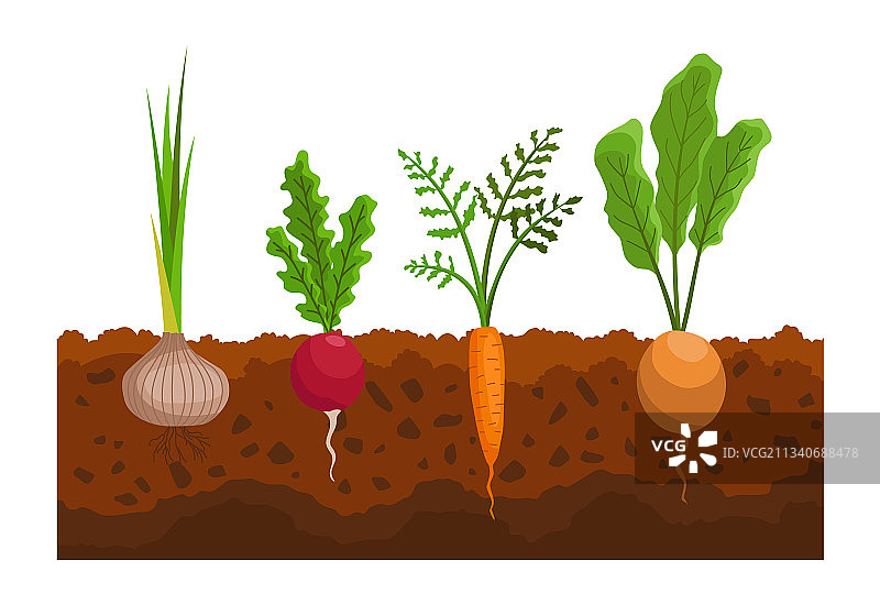 地里生长的蔬菜植物展示图片素材