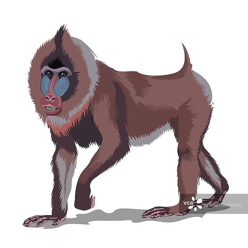 山魈或棕色大猴，白色背景隔离图片素材