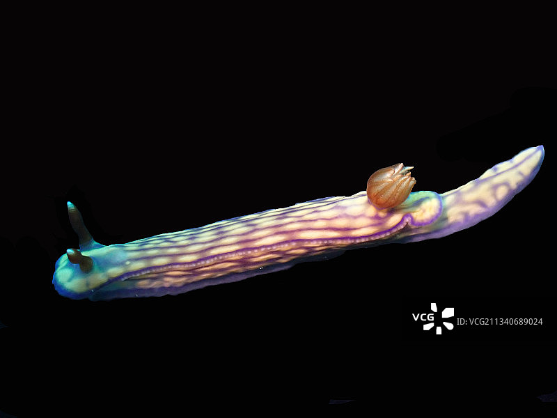 粉紫格格海兔（Hypselodoris whiteel）海蛞蝓图片素材