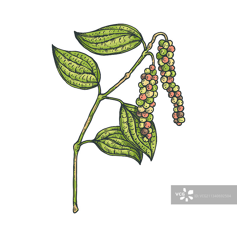 带胡椒籽和叶子的黑胡椒植物图片素材