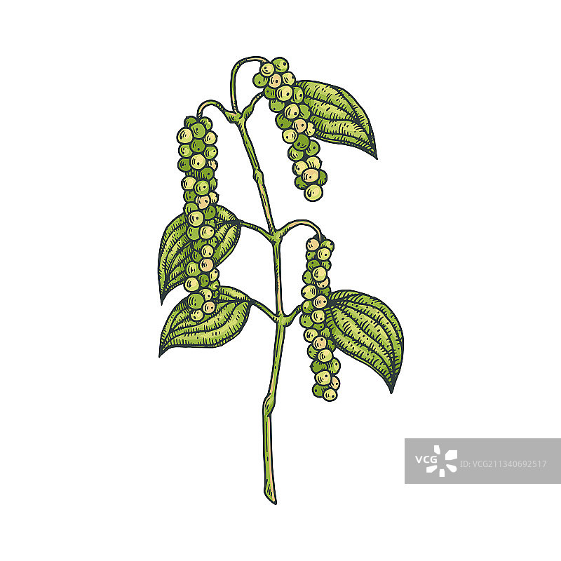带叶黑胡椒植物雕刻图片素材