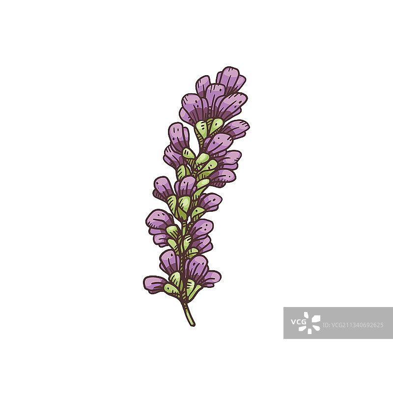 甘草植物分枝雕刻图片素材