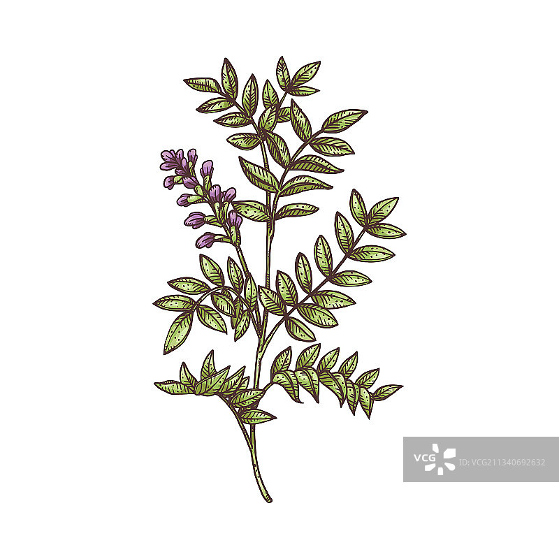 甘草植物地上部分雕刻图片素材