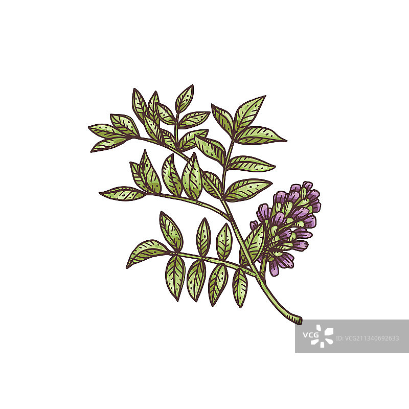 盛开的甘草树枝雕刻图片素材