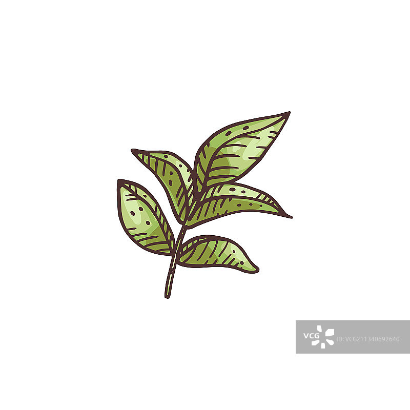 绿色新鲜甘草叶手绘蚀刻图片素材