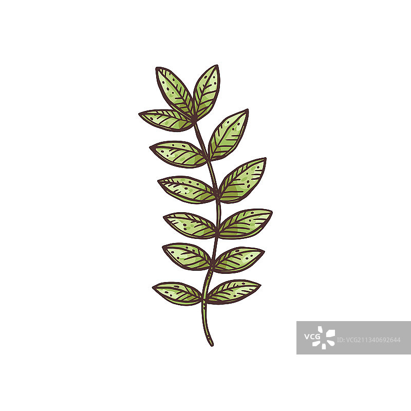 药用植物甘草绿色枝条与叶子图片素材