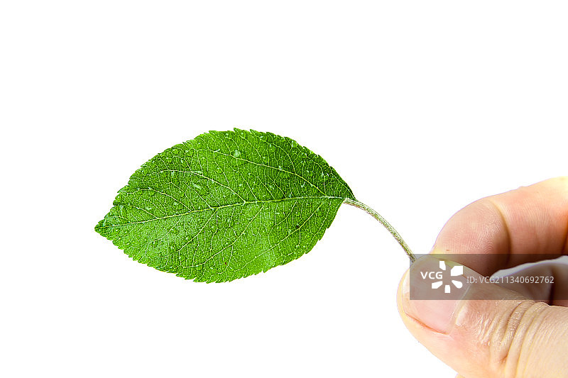 白底上放着桑树叶图片素材