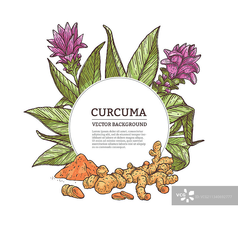 姜黄植物彩色雕刻边框或标签图片素材