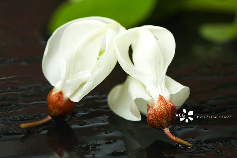 黑底上摆放着刺槐树花图片素材