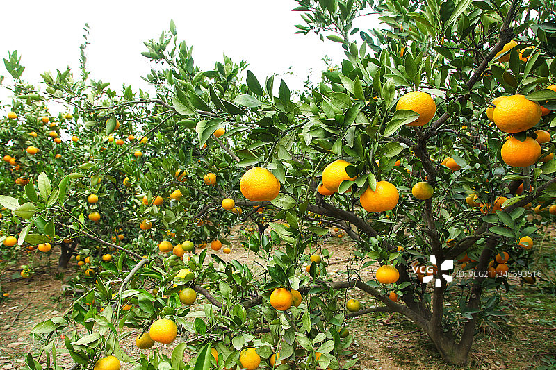 橘子种植基地图片素材