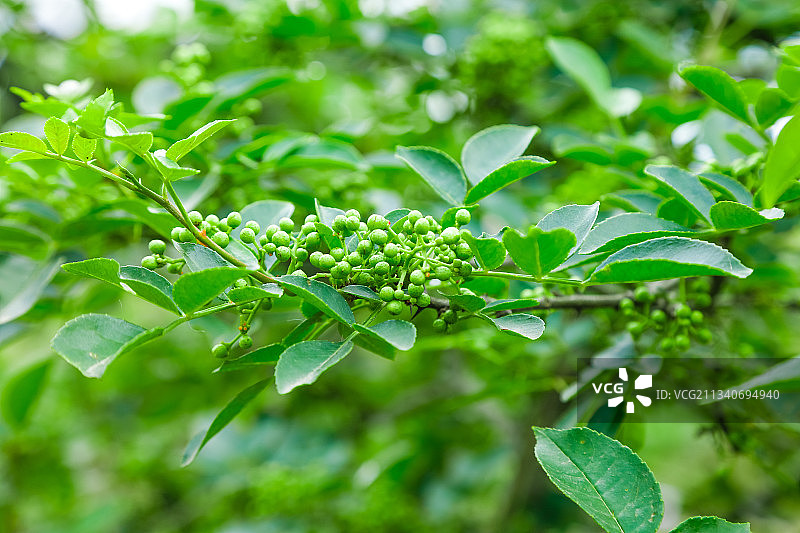 树上的花椒图片素材